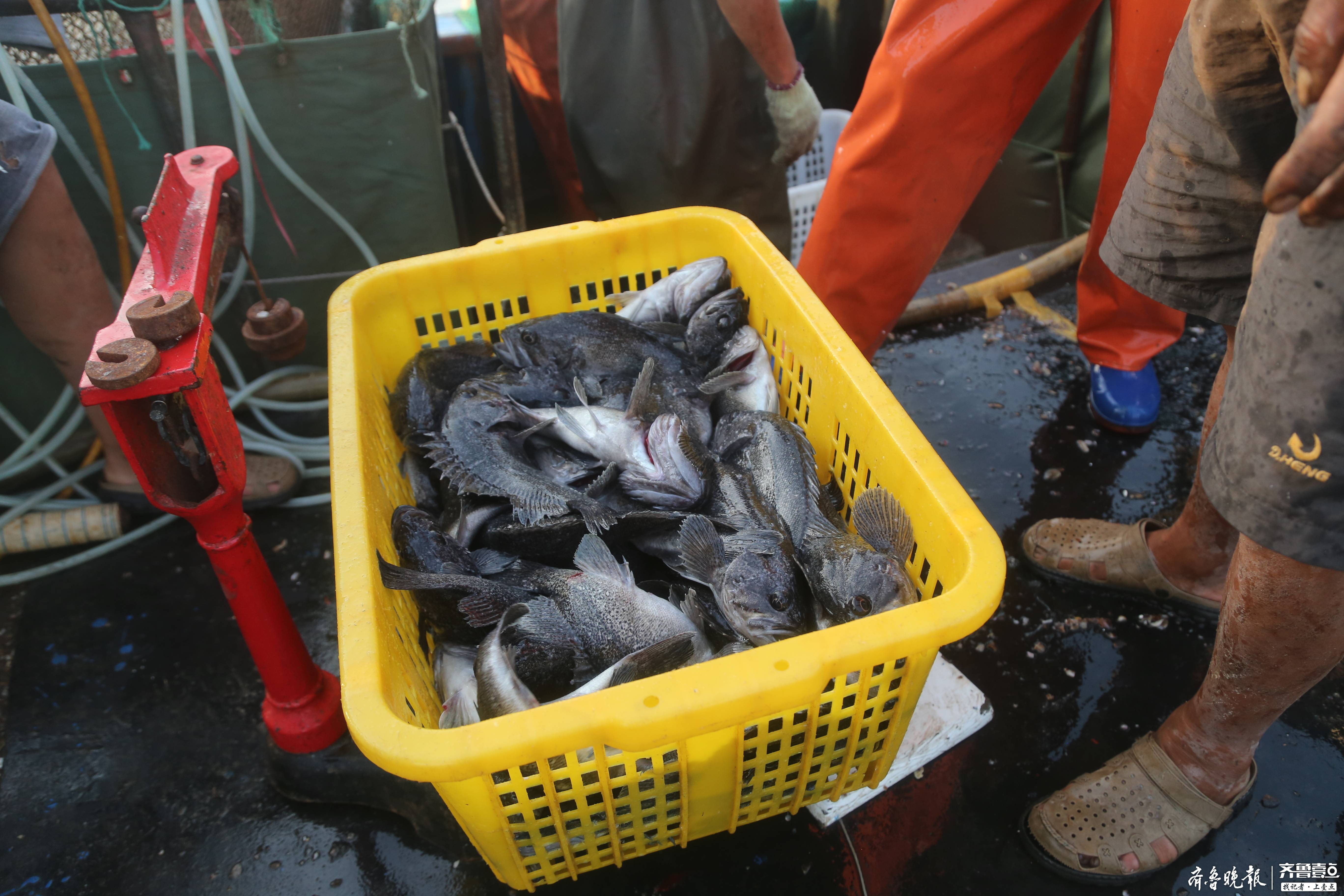 烟台长岛南隍城岛养殖黑鱼上市啦