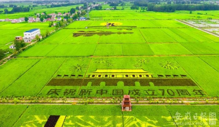 淮南寿县安丰塘巨幅稻田画惊艳亮相