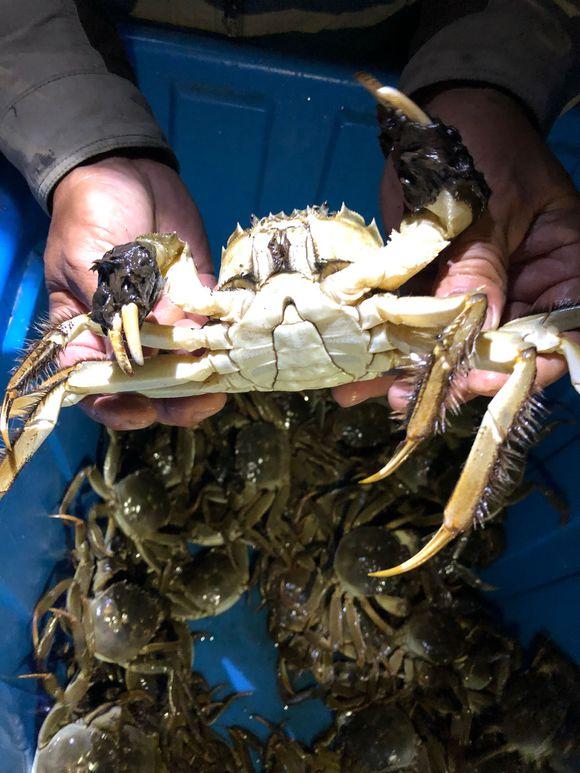 苏州阳澄湖吃大闸蟹的地方念念不忘阳澄湖农开云体育 开云平台家乐饭店(图5)