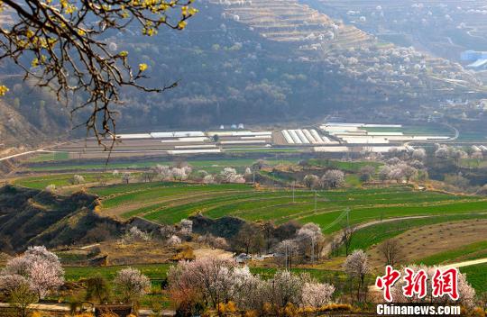 甘肃省庆阳市西峰区显胜乡蒲河川区，景色宜人，桃杏争艳，漫山繁华。　盘小美摄