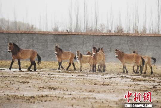 甘肃武威市甘肃濒危动物保护中心的普氏野马。(资料图) 杨艳敏摄