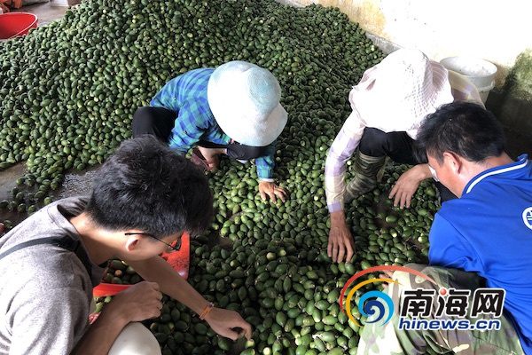 邢贞游心情忐忑地走进乐东保国农场22队的槟榔收购处,用刀割开6大袋