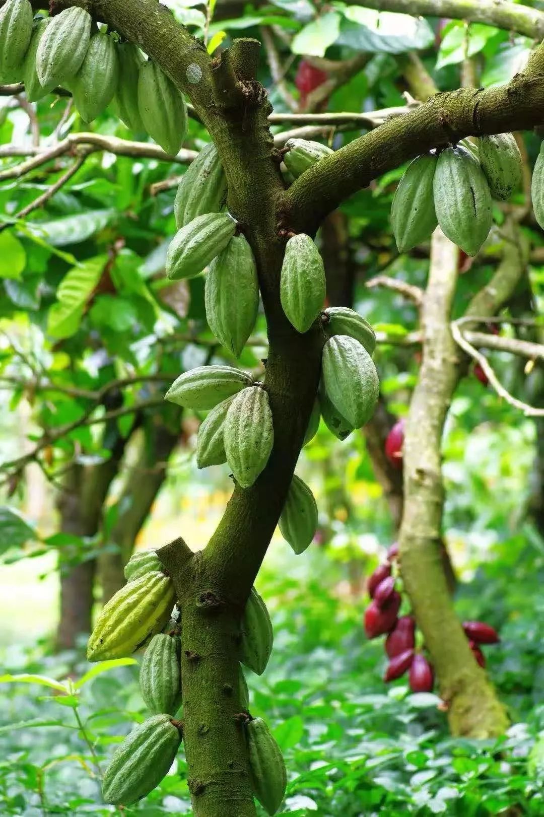 体验制作巧克力工序在植物王国——兴隆热带植物园五指山海拔1867米