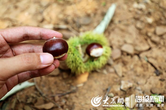 枣庄板栗迎丰收 实拍打栗子全过程