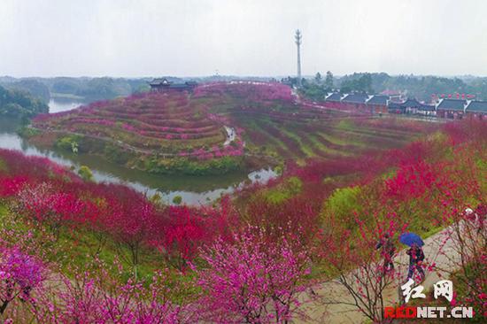 醴陵市船湾镇清水江村洛塘生态农庄的桃花盛开得分外妖娆迷人。