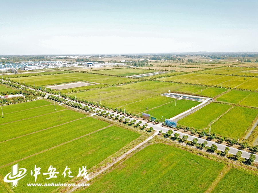 安徽凤阳小岗村迎丰收绿色水稻获高产