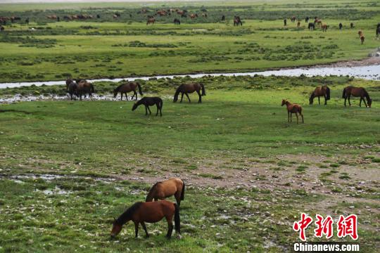 图为山丹马场骏马饮水吃草。　杨艳敏摄