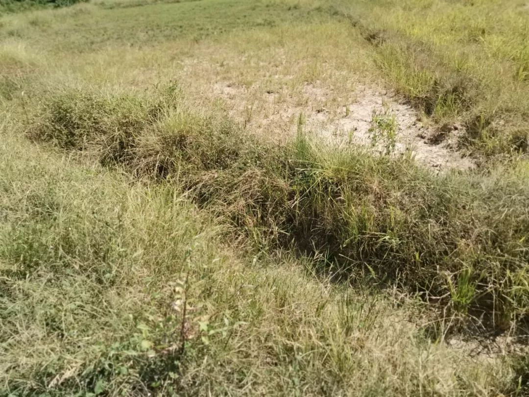 弋阳耗费641万元打造高标准农田一年后500亩田地荒草丛生