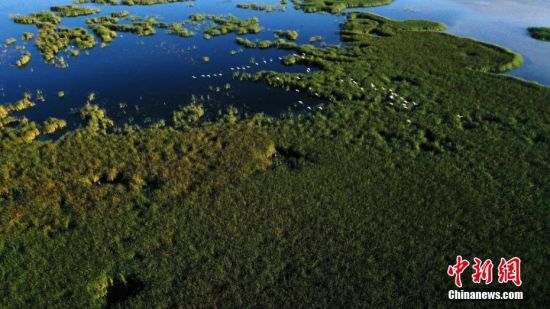 高台黑河湿地是张掖黑河湿地国家级自然保护区的核心区，良好的生态环境为候鸟迁徙停留创造了得天独厚的栖息条件。郑耀德摄