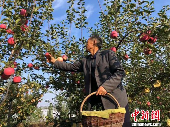 甘肃环县果农辛勤耕耘三十载授人以“渔”带村民共致富