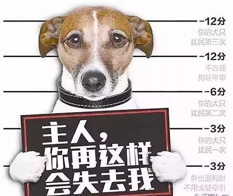 犬只扰民 遛犬不拴绳马鞍山421名犬主被处罚 安徽频道 凤凰网