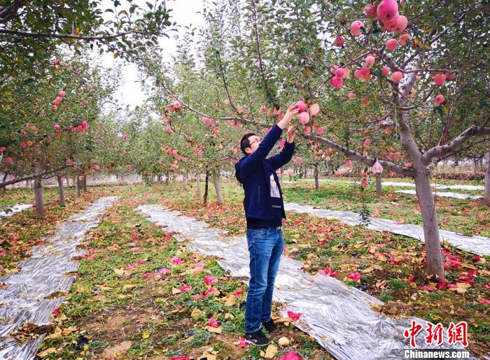 图为甘肃果农打理苹果树。(资料图) 高展摄