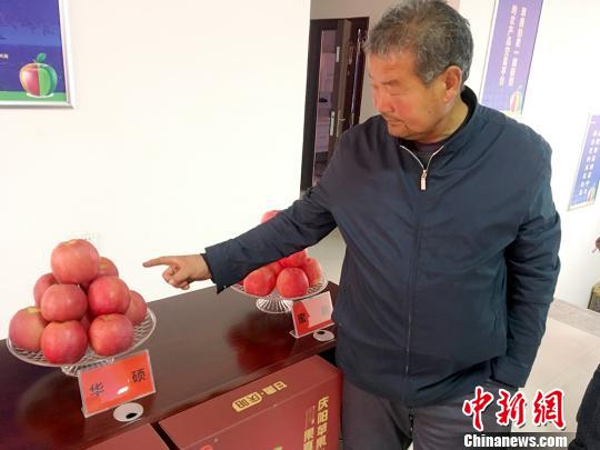 甘肃“庆阳苹果”拍卖记：果农新体验销售拓渠道