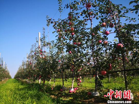 庆阳苹果产业的发展从小到大，预计今年苹果产量可达90万吨。　吴万龙摄