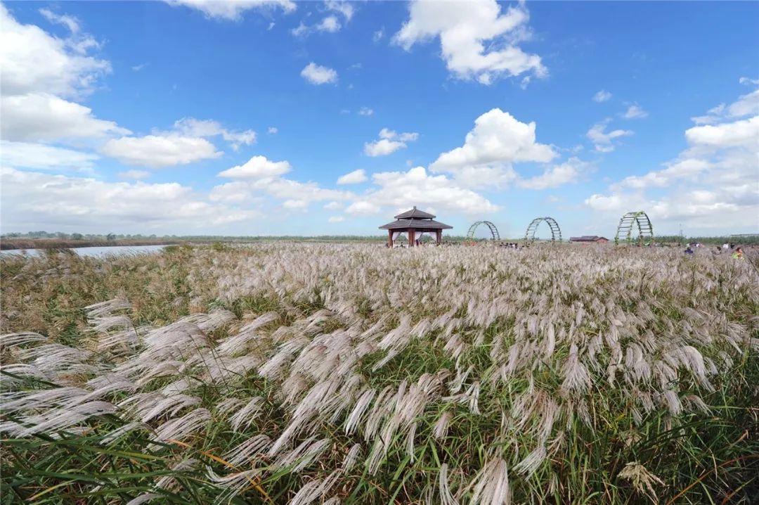 愛在蘆花海11月2日寧波杭州灣國家溼地公園蘆花節開幕