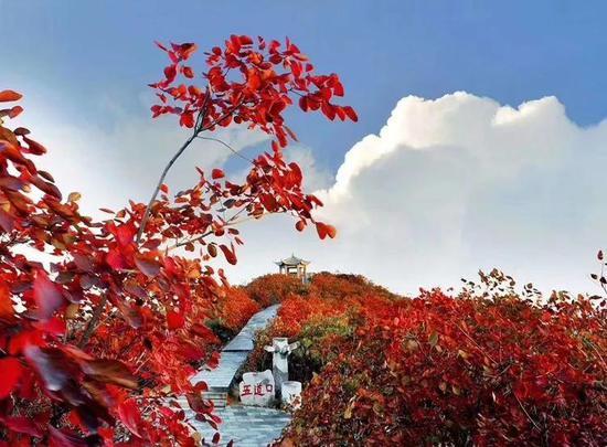 踏秋鞏義醉美紅葉,感受長壽山最濃秋韻_河南頻道_鳳凰網