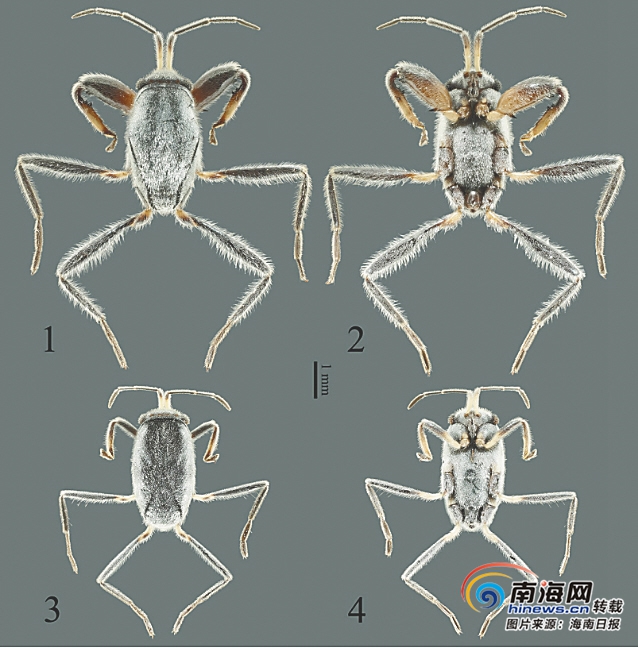 西沙群岛发现新物种羚羊礁海蝽冷门的肉食小动物 海南频道 凤凰网