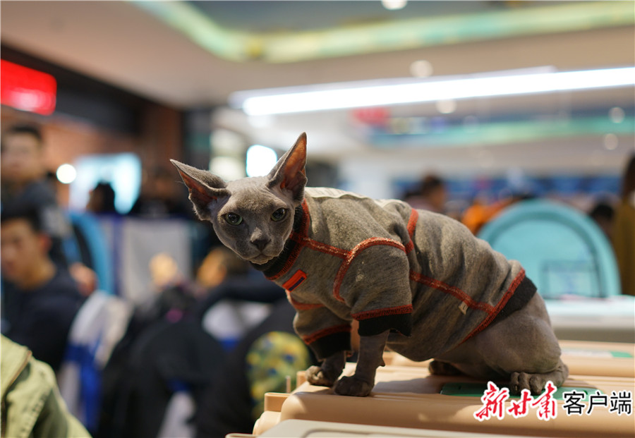 兰州首届uca国际名猫展"网红喵"出没