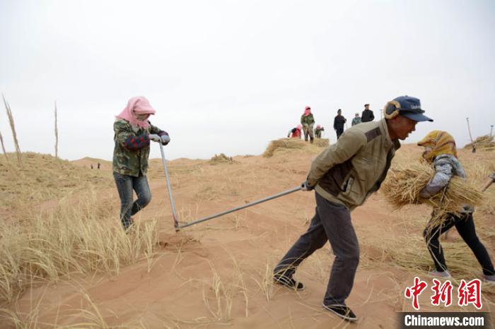 2019年3月末，八步沙林场工人们正在古浪县境内的十二道沟治沙。　崔琳摄