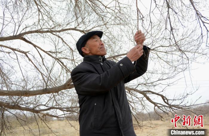 图为二代治沙人郭万刚向记者展示八步沙人种活的第一棵树。(资料图) 崔琳摄