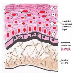 基底膜听上去很陌生,是处于表皮与真皮之间,是用于连接表皮与真皮之间