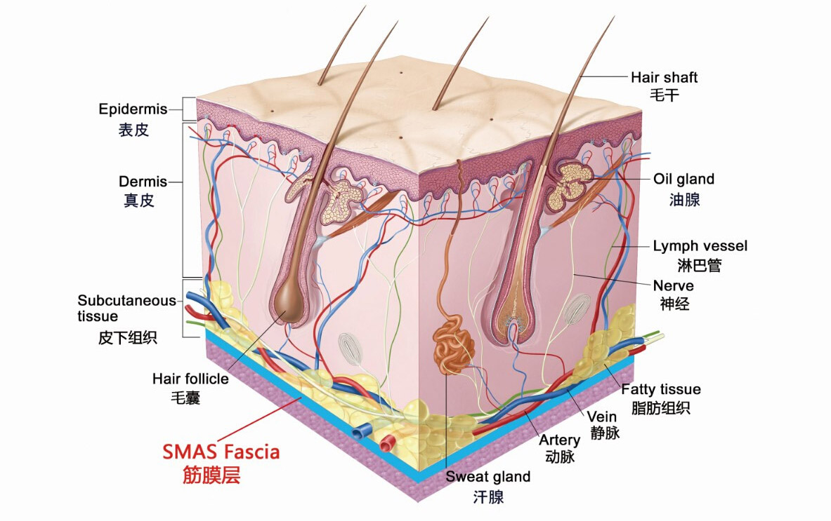要知道,我们的皮肤分为表皮层,真皮层,皮下组织,smas筋膜层,筋膜层以