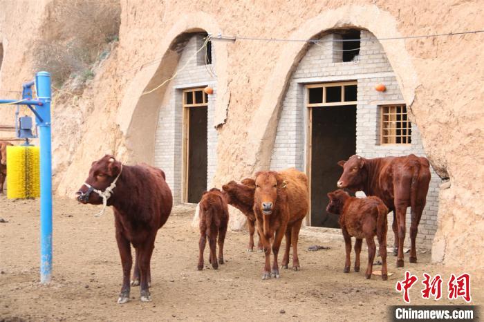 图为旧窑洞改造后外观，红牛已入住“新居”。　李宏伟摄