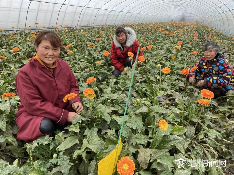 隆冬时节亳州这个植物科普园里春意盎然