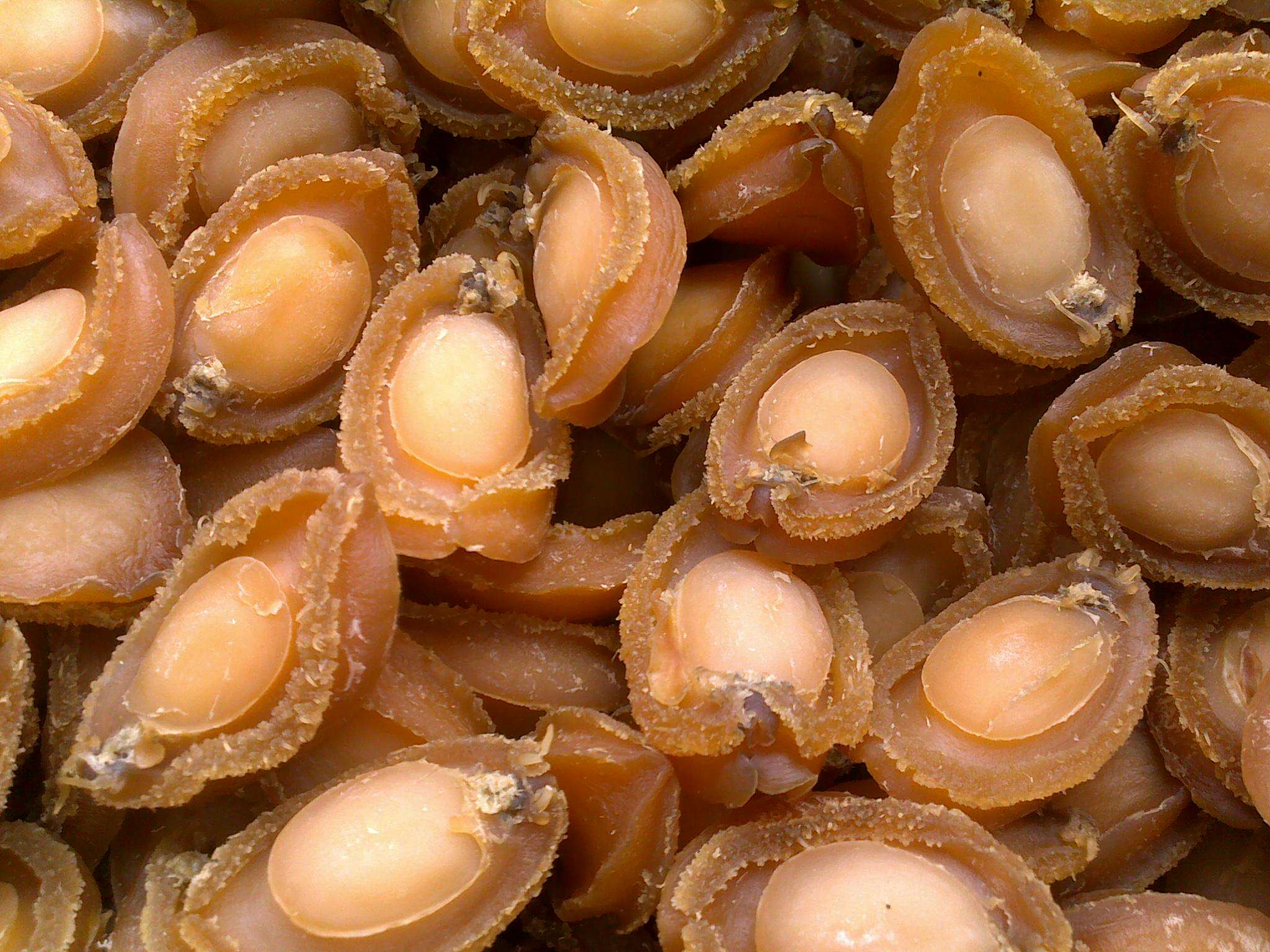 干鲍鱼一条龙指南区分篇