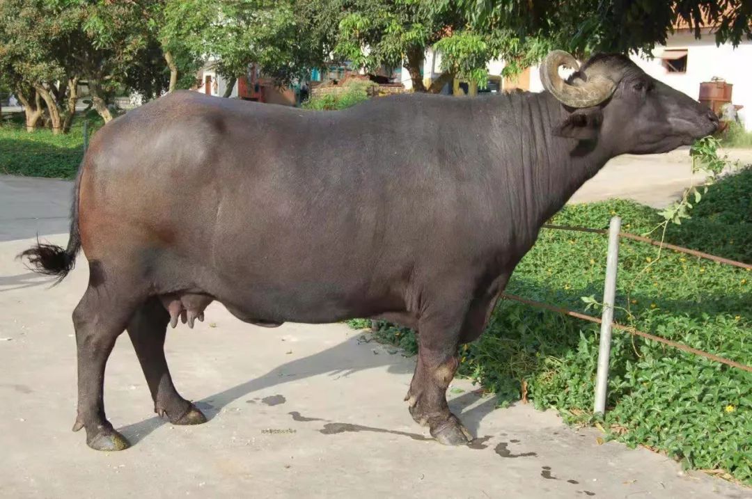 印度的雅么纳河西部的摩拉水牛与海南本岛水牛品种进行杂交改良的后代