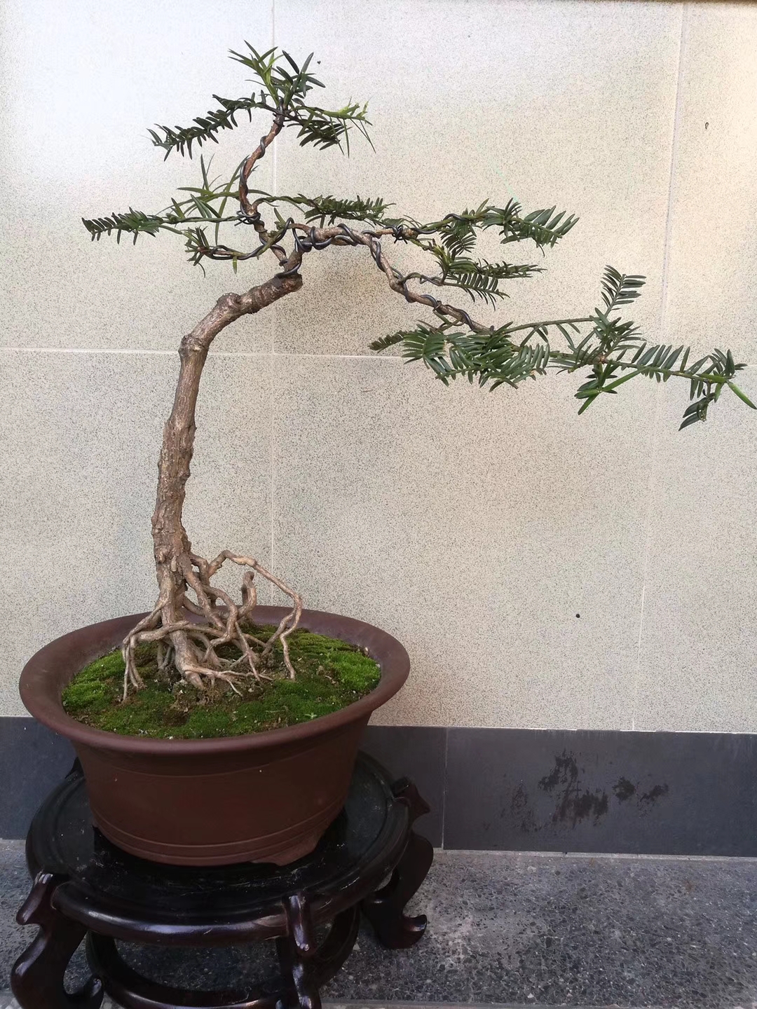 西施最爱的香榧由这位90后小伙做成了盆景