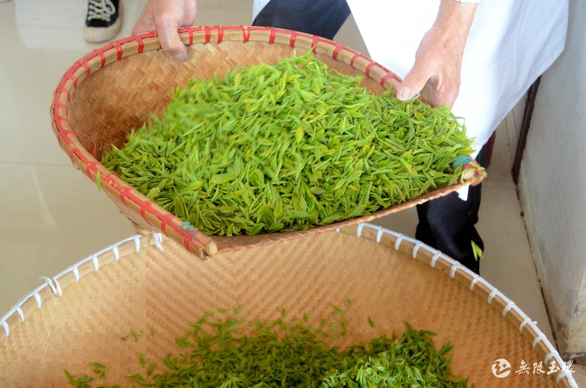 头茬春茶飘清香玉环龙额火山茶基地采茶防疫两不误