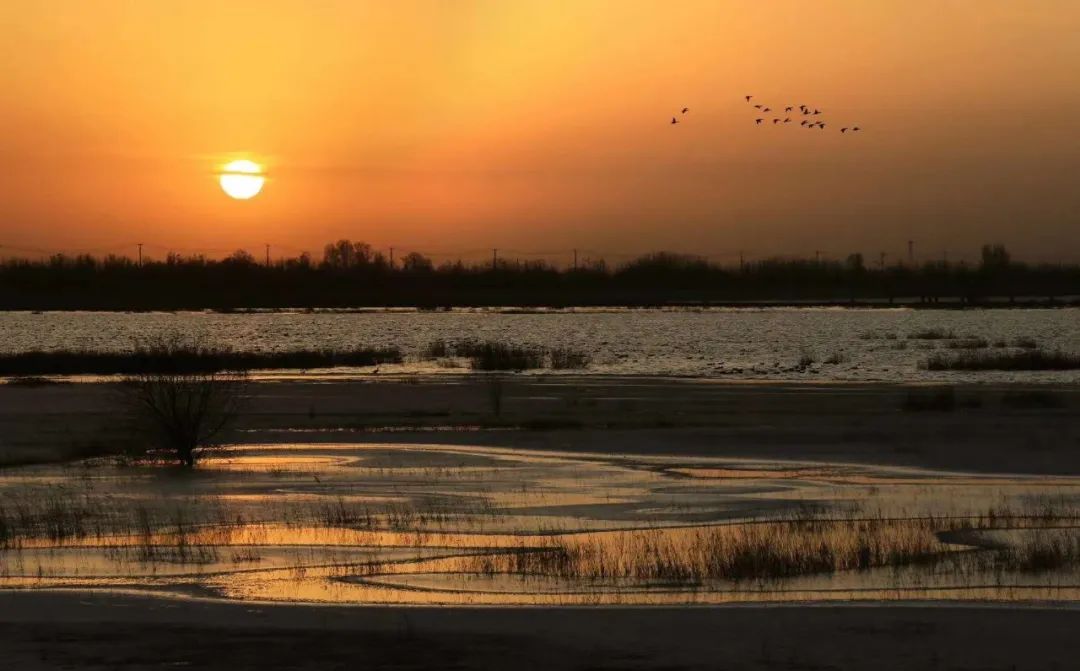 武威民勤石羊河大景区等你赏湿地美景听水鸟欢唱