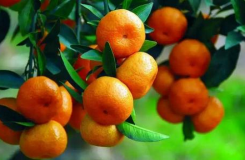 柑橘保花保果的措施有哪些 盈辉利果靓少不了 海南频道 凤凰网