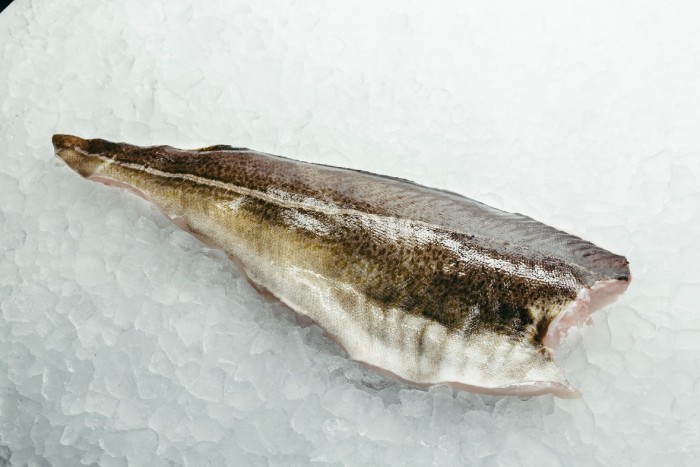 挪威蓝鳕鱼图片