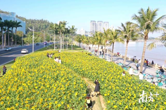 珠海市自然资源局介绍,珠海重点选择各类公园,街头绿地,道路两侧绿化