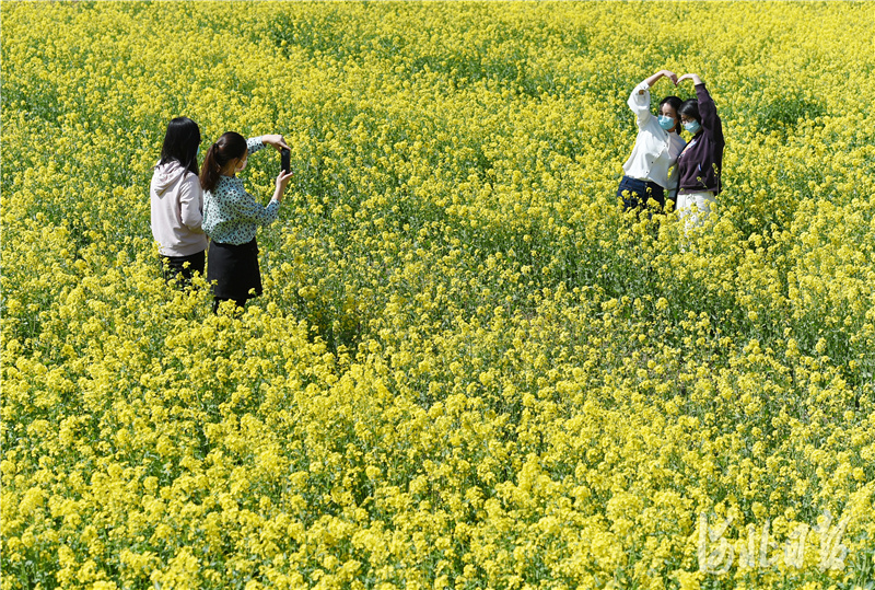 油菜花@邯郸：油菜花开春意浓