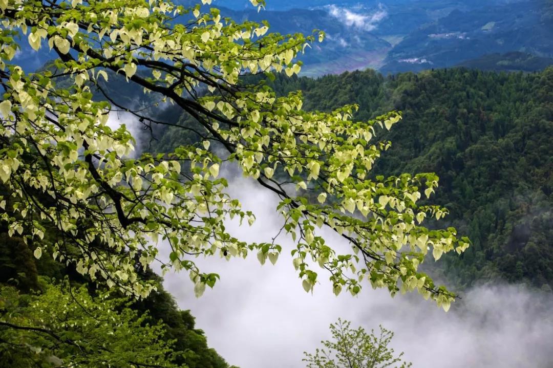 四川洪雅 满园春色关不住藏于瓦屋之下的天府旅游名县 四川频道 凤凰网