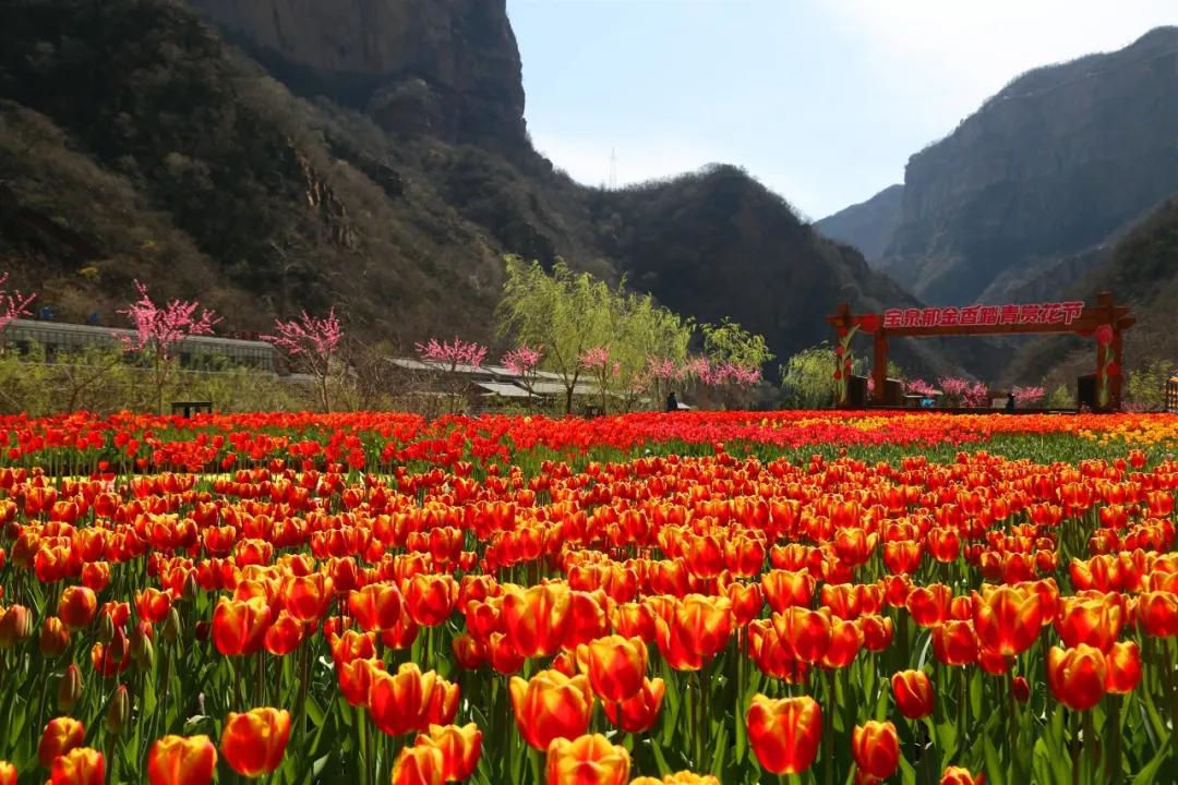 姹紫嫣红新乡宝泉这片花海太迷人