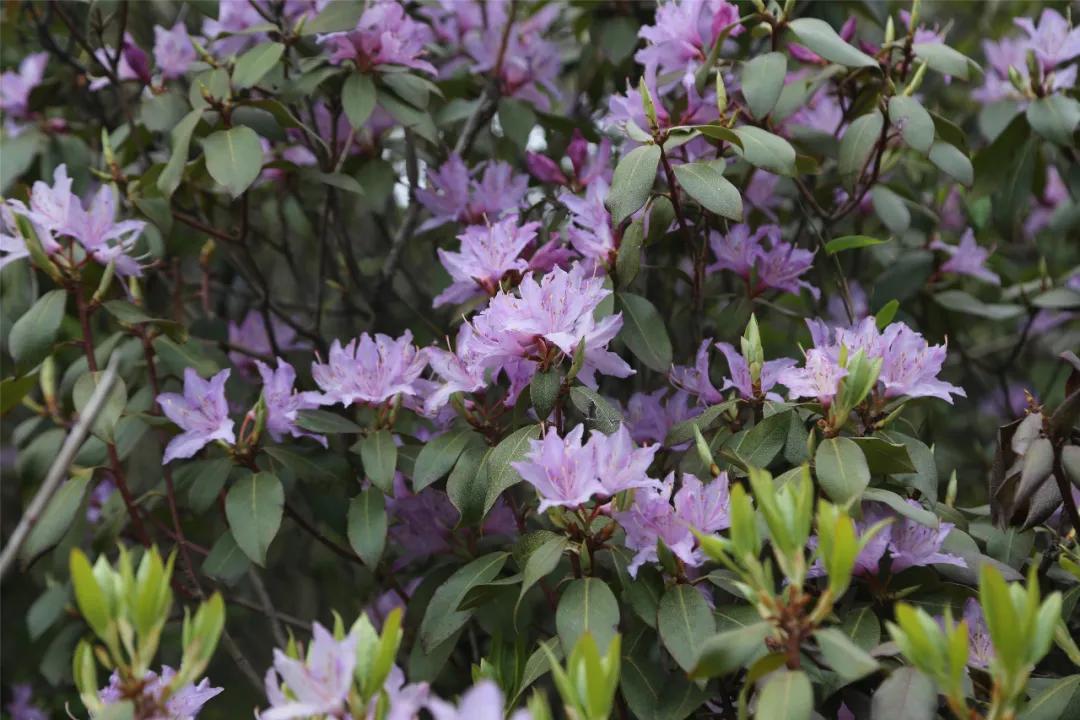 春暖花开打三个数字是什么(春暖花开打三个数字是什么生肖) 春暖花开打三个数字是什么(春暖花开打三个数字是什么生肖)