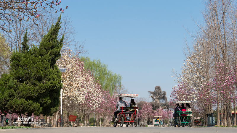 『游客』石家莊植物園、龍泉湖公園等試開園！