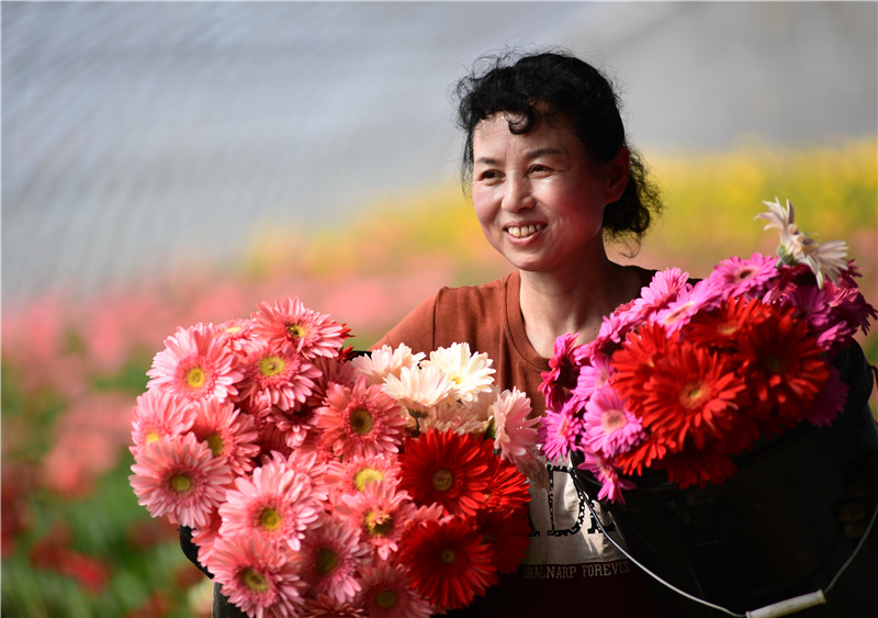 『鲜花』河北唐山：鲜花争艳采收忙