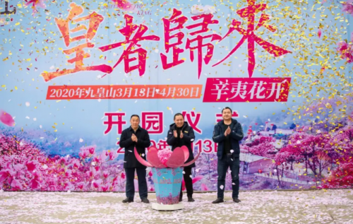 春满绵州 辛夷花开 北川九皇山辛夷花节持续开展 四川频道 凤凰网