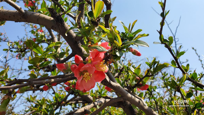 『游客』石家莊植物園、龍泉湖公園等試開園！