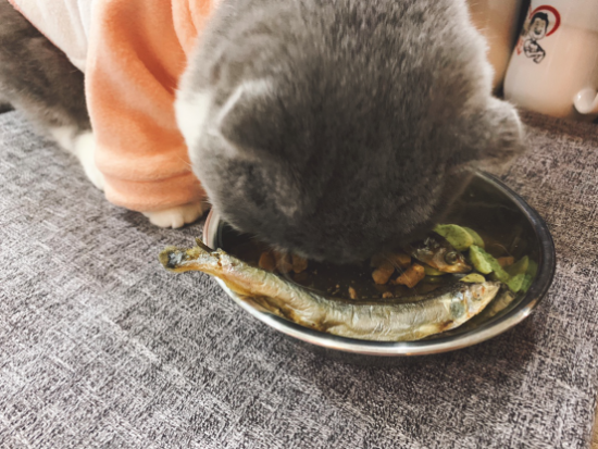 最近很有人气的弗列加特高端肉食猫粮，有什么过人之处