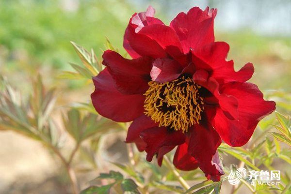 菏泽曹州牡丹园3月28日开门迎客全国医务工作者免费入园