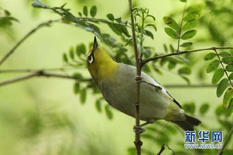 廣東省愛鳥周開啟保護野生鳥類維護生態平衡