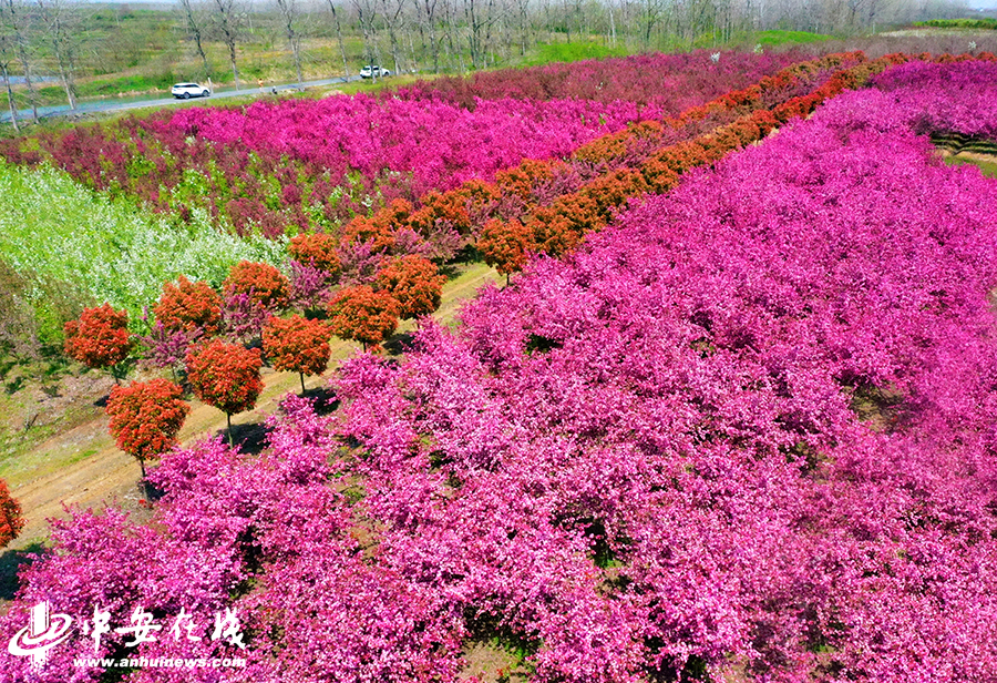 海棠花开 合肥这里春景独好
