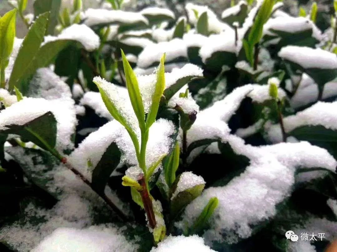 大降温和雨雪来袭黄山茶农很痛心