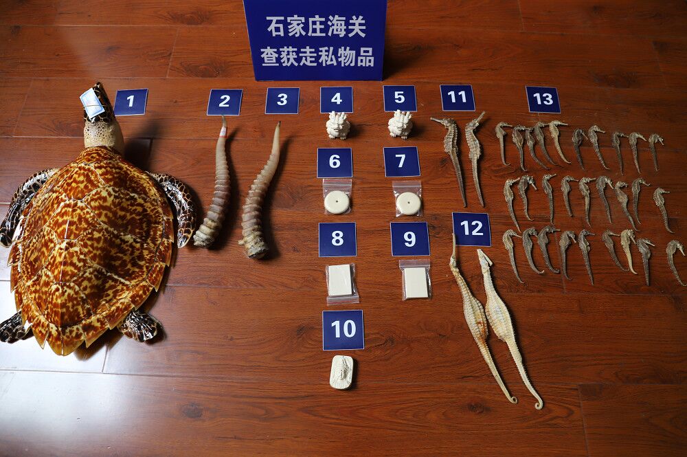 「野生動(dòng)物」石家莊海關(guān)破獲2起走私野生動(dòng)物制品案